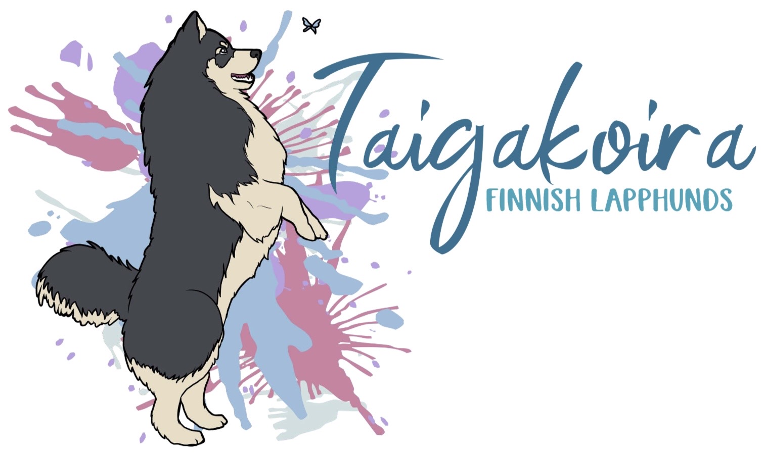 Taigakoira Finnish Lapphunds