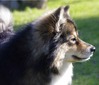 Herding Instinct’s Nakke Nakuttaja (IMP SWE) (Osku)